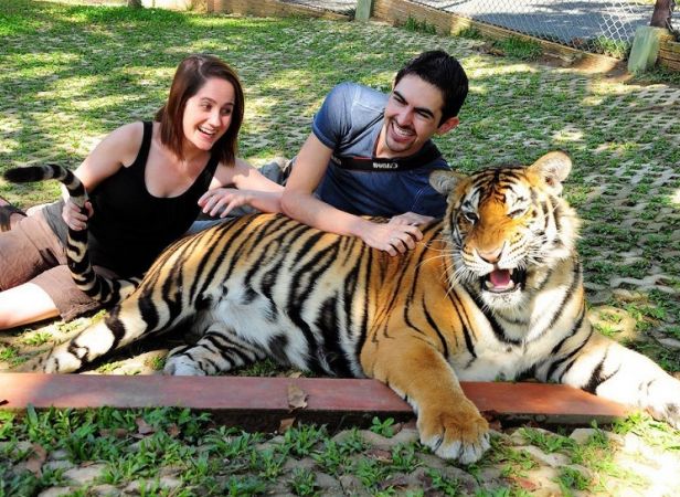 Tiger kingdom Phuket BIG Tiger