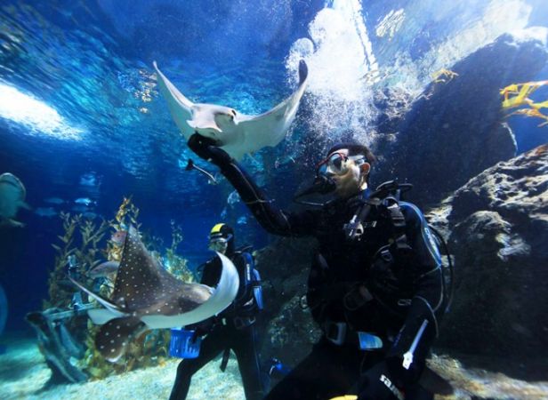 Sealife Bangkok Ocean World (Formerly Siam Ocean World) - Aquarium + 4D Theatre (Package2)