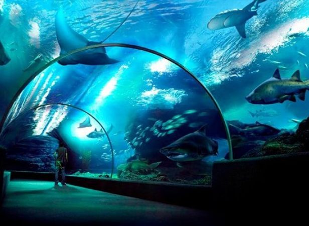 Sealife Bangkok Ocean World + Ice Age 4D Movie