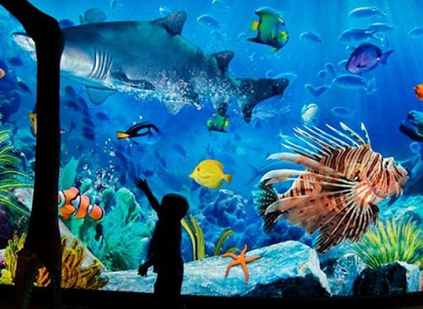 Sealife Bangkok Ocean World with Aquarium, 4D Theatre and GBB boat