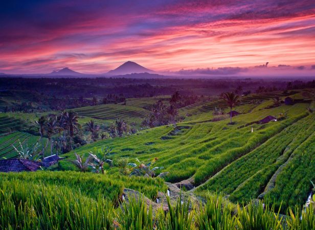 Jatiluwih Rice Terrace