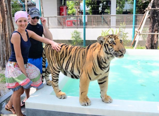 Medium Tiger Pattaya