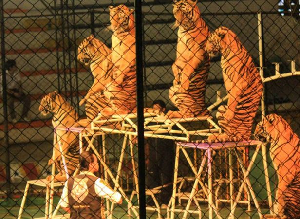 Sri Racha Tiger Zoo with Transfer from Pattaya