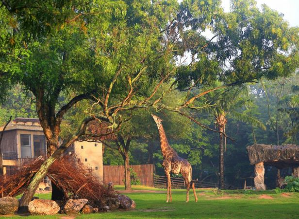 Khao Kheow Open Zoo with Transfer from Pattaya